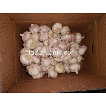 bawang putih putih normal